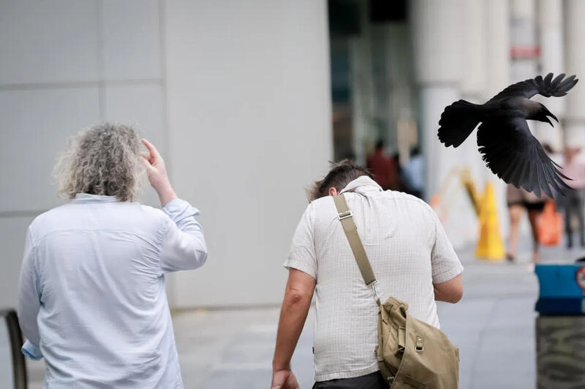 乌鸦在乌节中央城（Orchard Central）外攻击行人。（海峡时报）