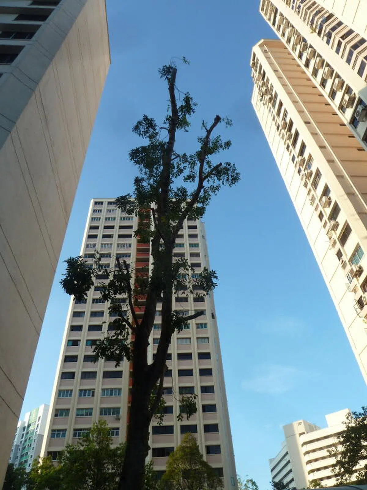  树木修剪后，黄鹂鸟失去了鸟巢。（读者提供） 