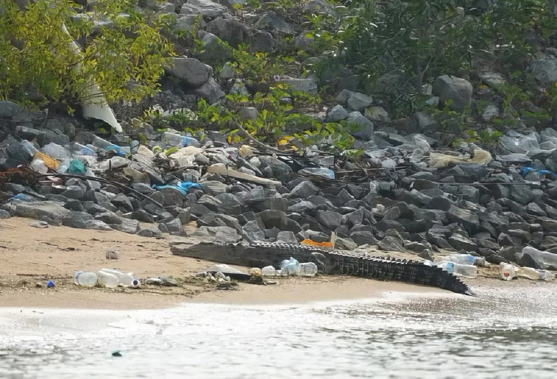 安息吧，鳄鱼。（CK Lee脸书）