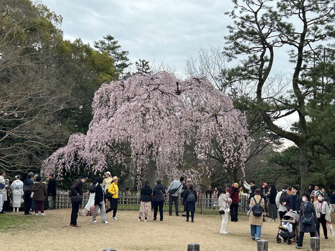 日本京都御所外的樱花。（蚁粉提供）