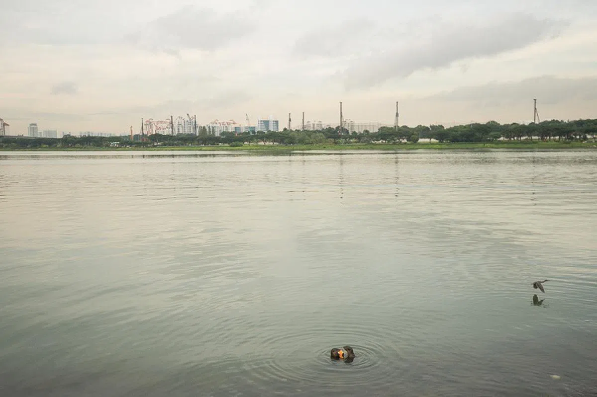  两只水獭：喂，那边那只鸟，你不要过来啊，想跟我们抢鱼吃，门儿都没！ 