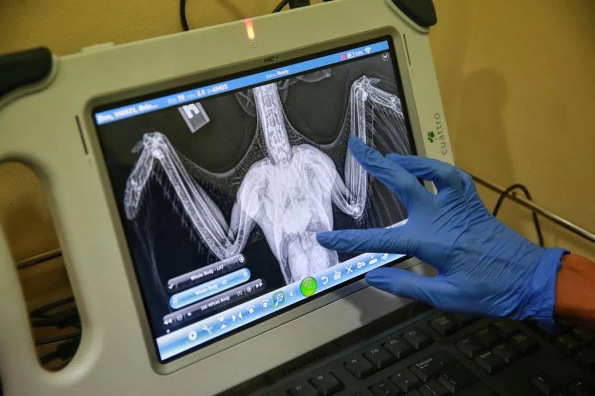  分析受伤冠斑犀鸟的X光片。（海峡时报） 