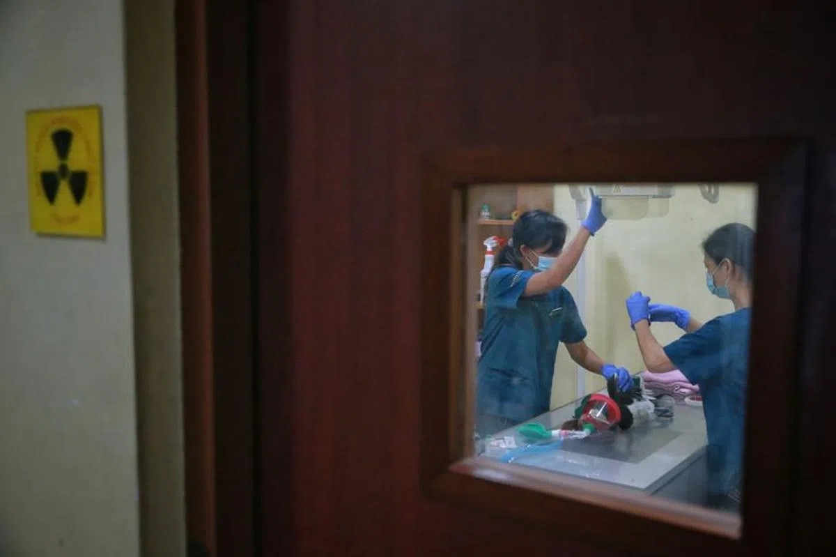  兽医与护士正在为受伤冠斑犀鸟准备接受X光检查。（海峡时报） 