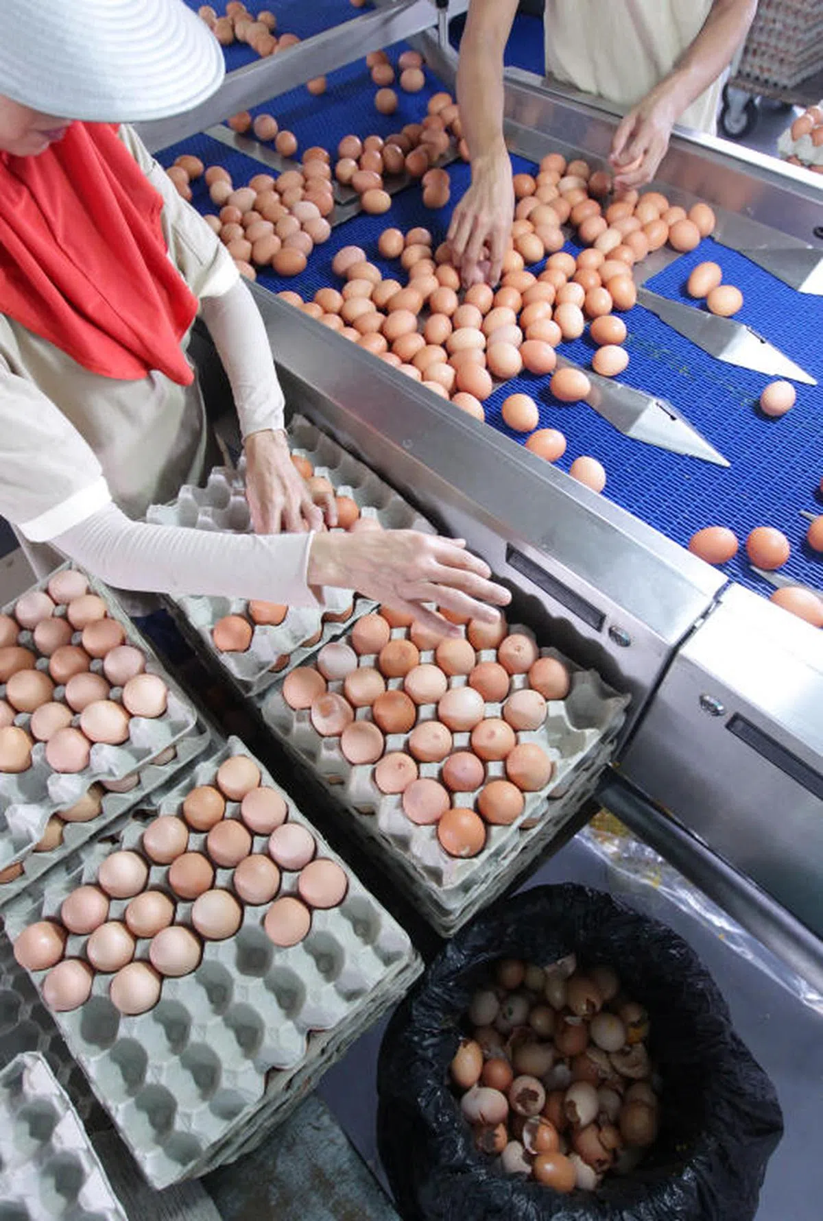  林厝港的成春农场，工作人员需要把鸡蛋先分类。（联合早报） 