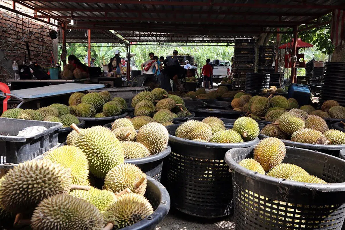 肥料和化学药物的价格翻倍，也影响了榴梿的产量。（联合早报）