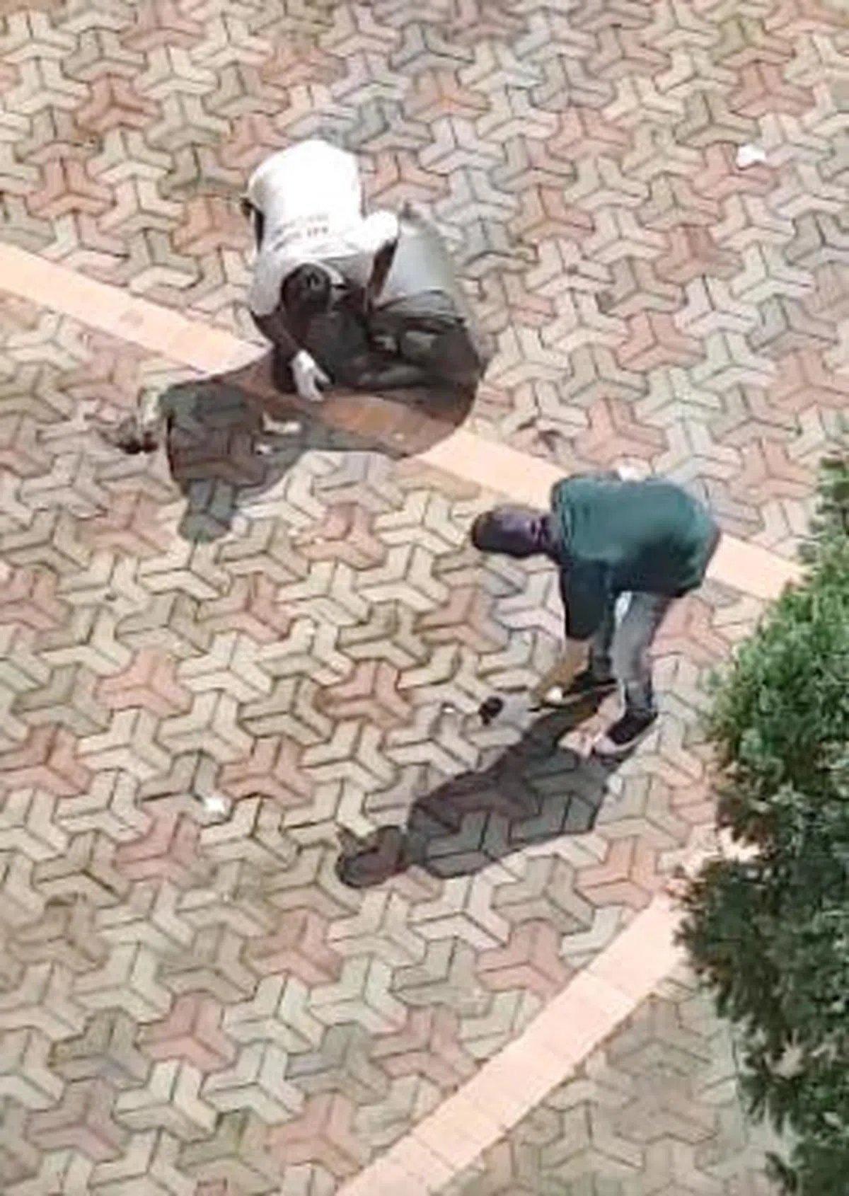  义顺市镇理事会“毒诱杀鸽”事件（联合早报） 