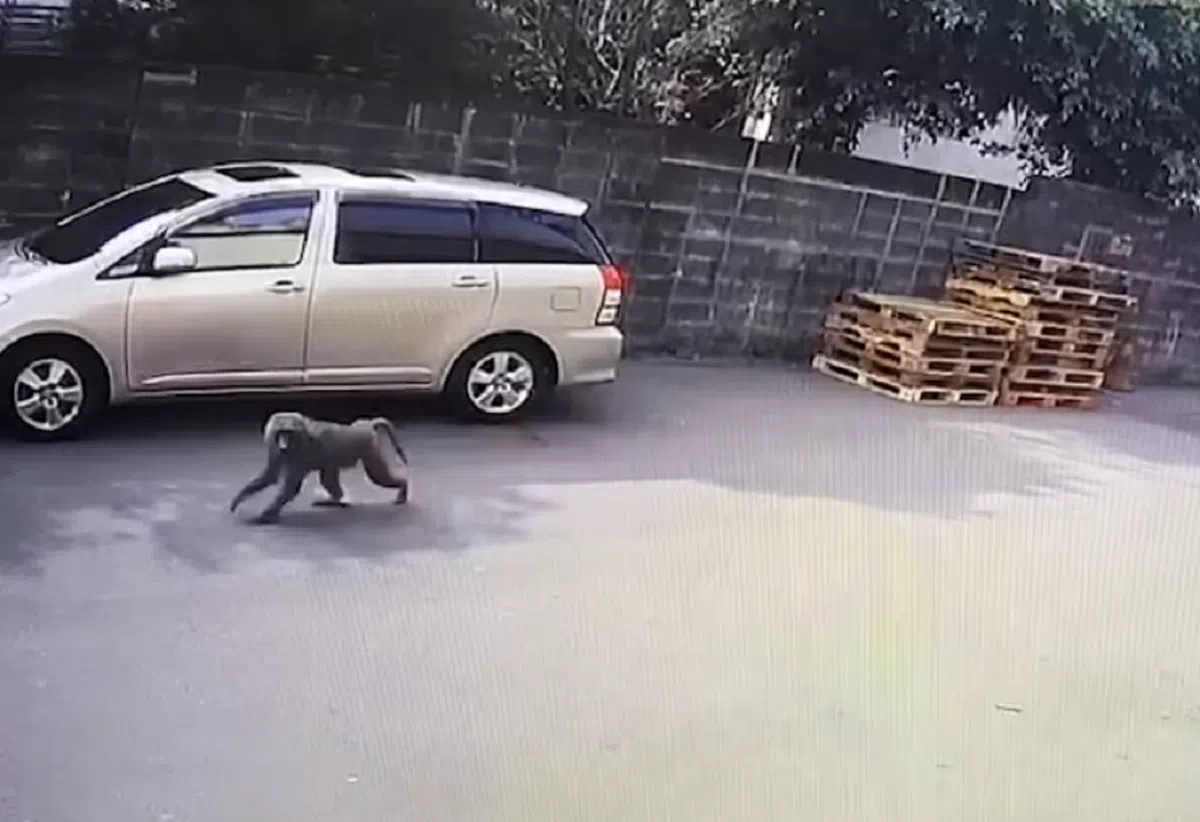 （路上观察学院脸书视频截图）