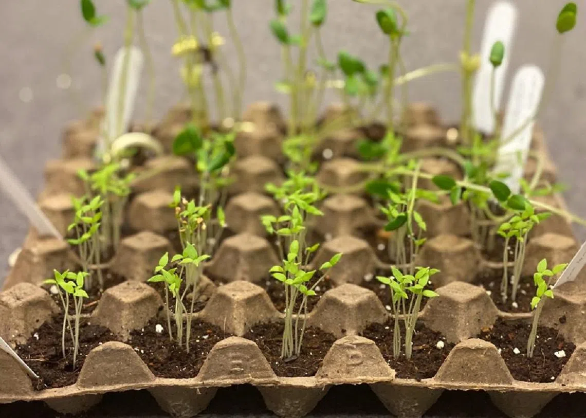 有些蔬菜不用花盆也可以种植。（国家公园局提供）