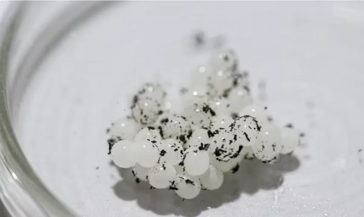 蜗牛卵。（取自亚洲新闻台）