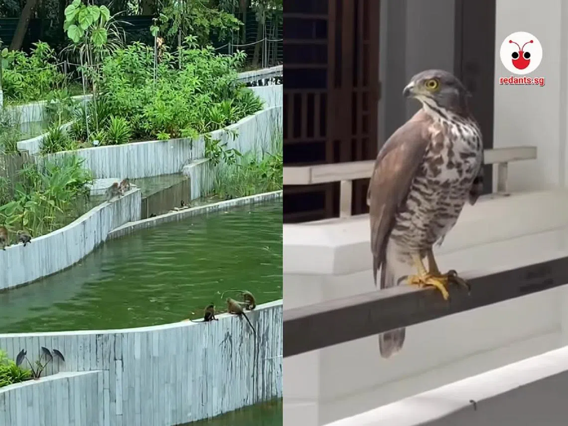 左起：榜鹅海岸广场的猕猴、以及某组屋区的雀鹰。（红蚂蚁制图）