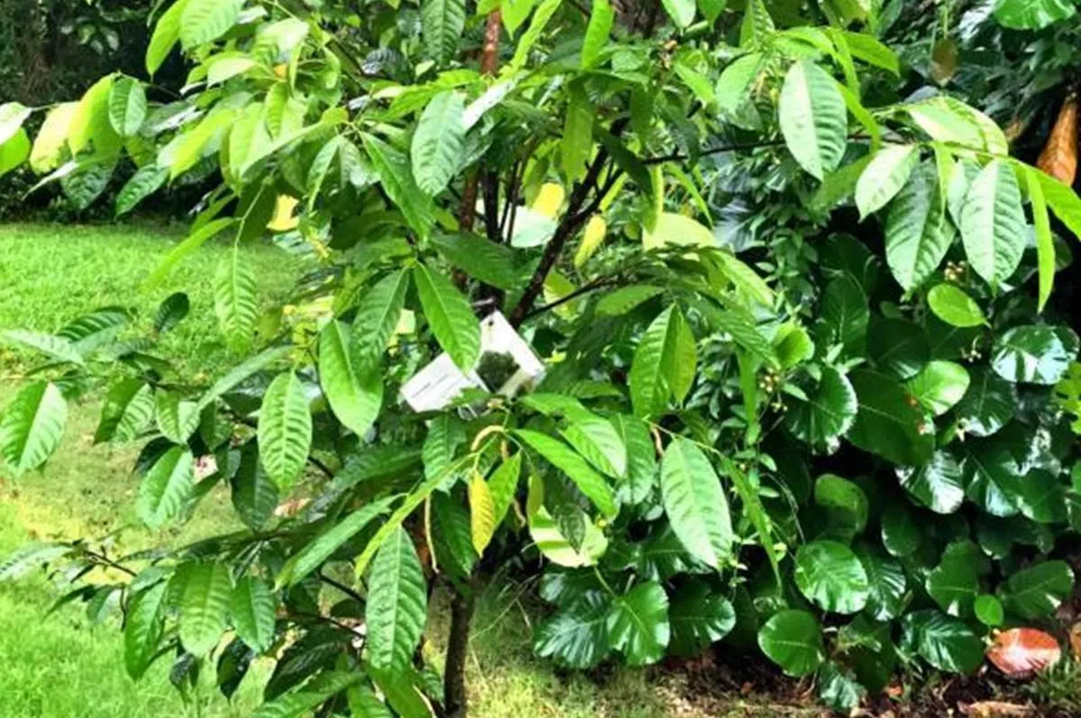 淡滨尼树的植物学名为“Strebulus Elongate”，叶长、树干和树叶破损后会渗出奶白色液体。（联合早报）