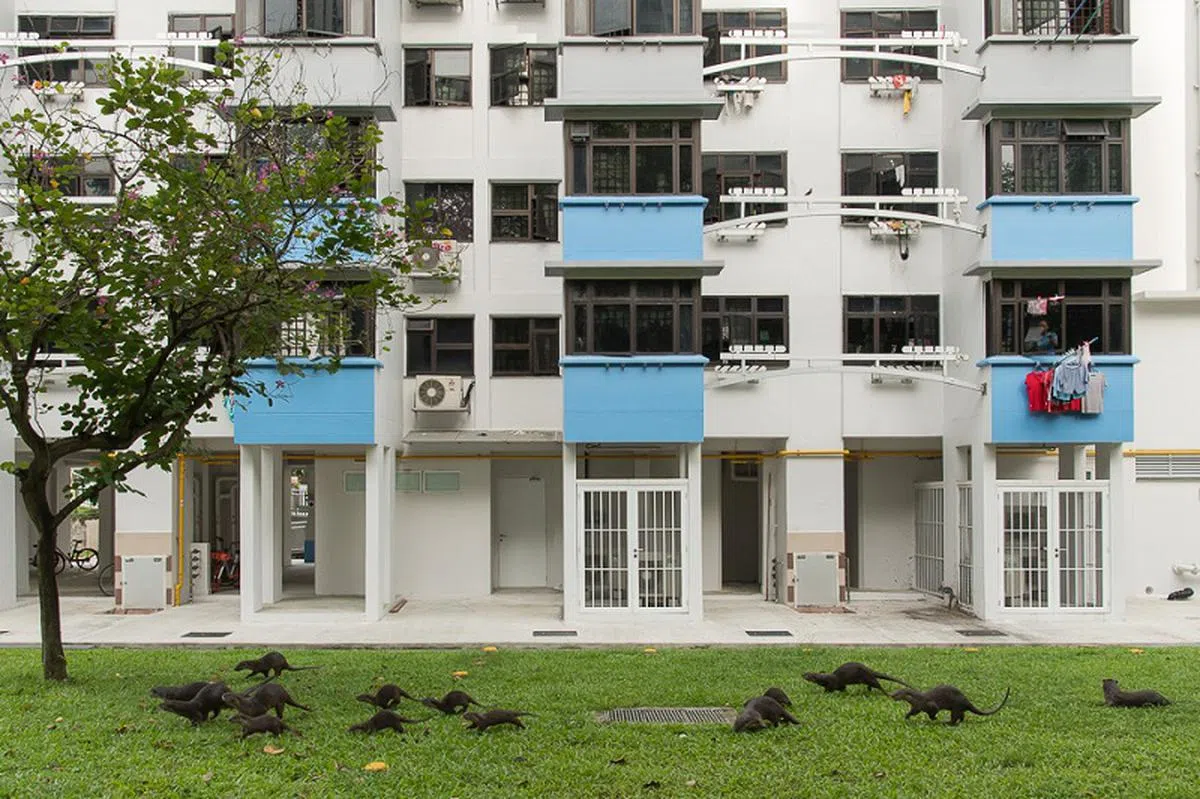  我们水獭也是新加坡的一分子，组屋区也是我们的家。 