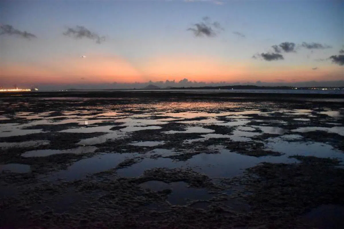  仄爪哇湿地。（互联网） 