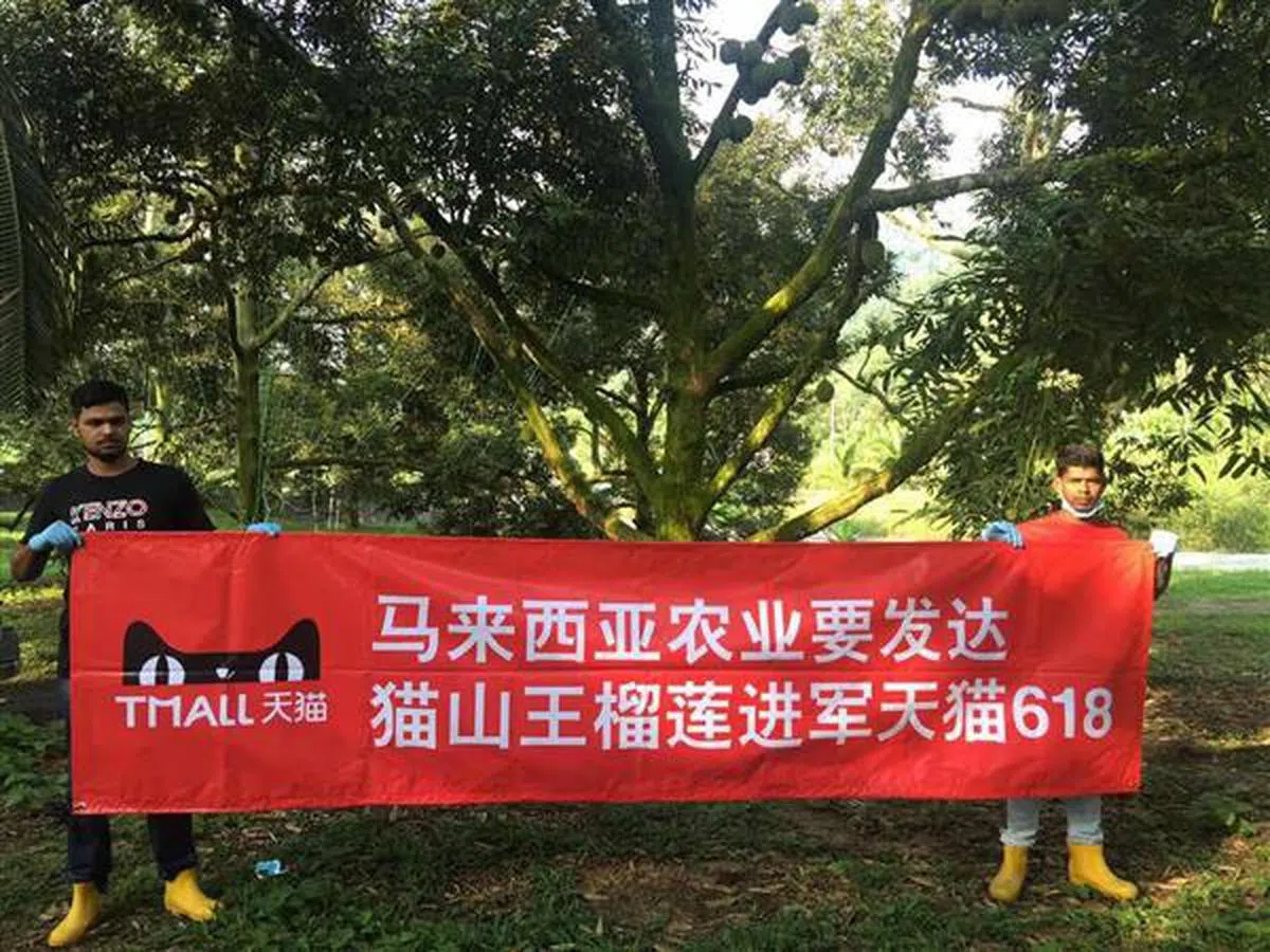  马来西亚榴梿果农宣传猫山王榴梿进军天猫。（互联网） 