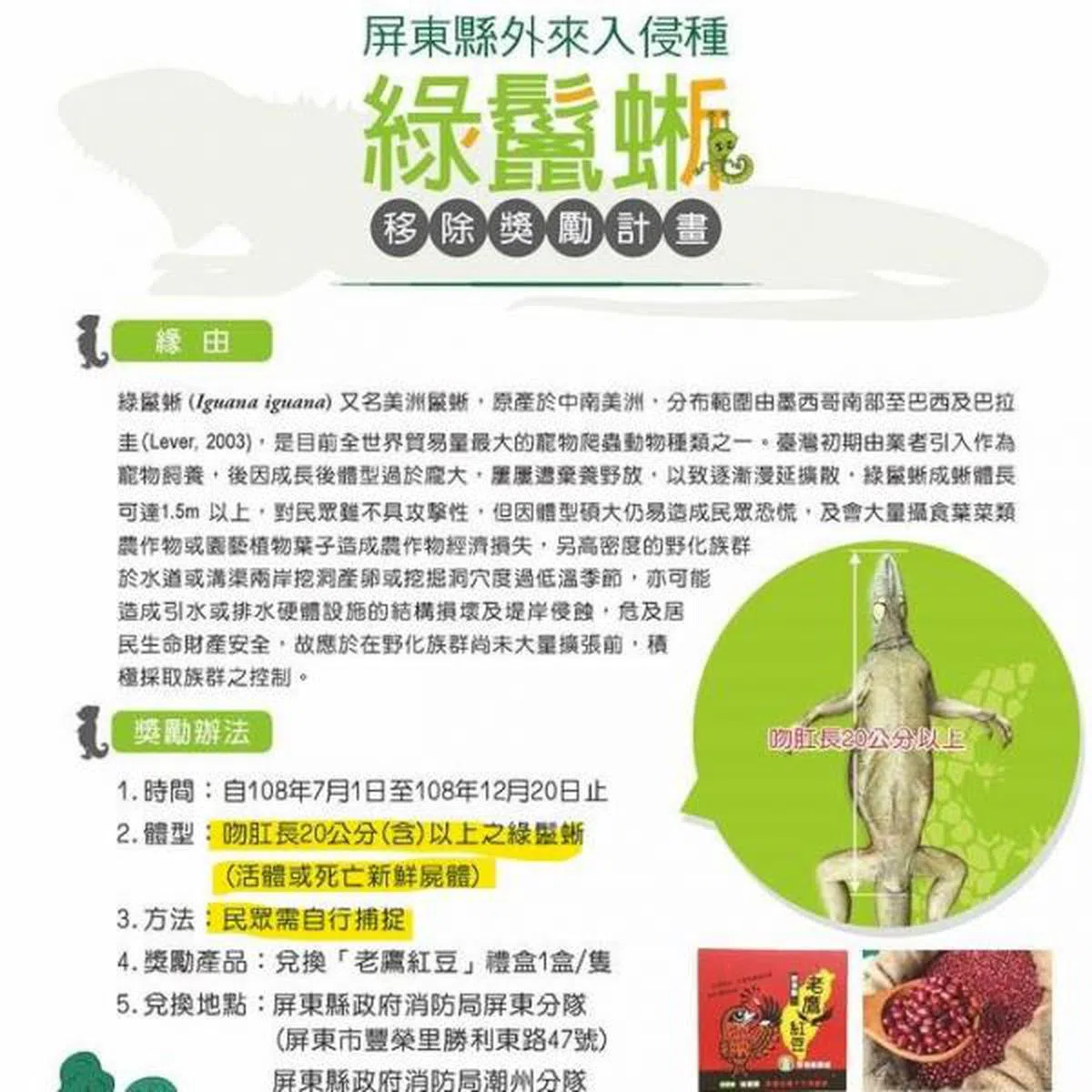  台湾地方政府颁布猎杀令，正式对泛滥的绿鬣蜥宣战。 (屏东县政府) 