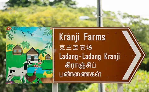 想不到吧？新加坡竟然也有农场！（互联网）