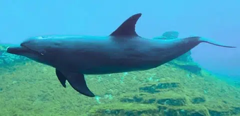 （S.E.A海洋馆）