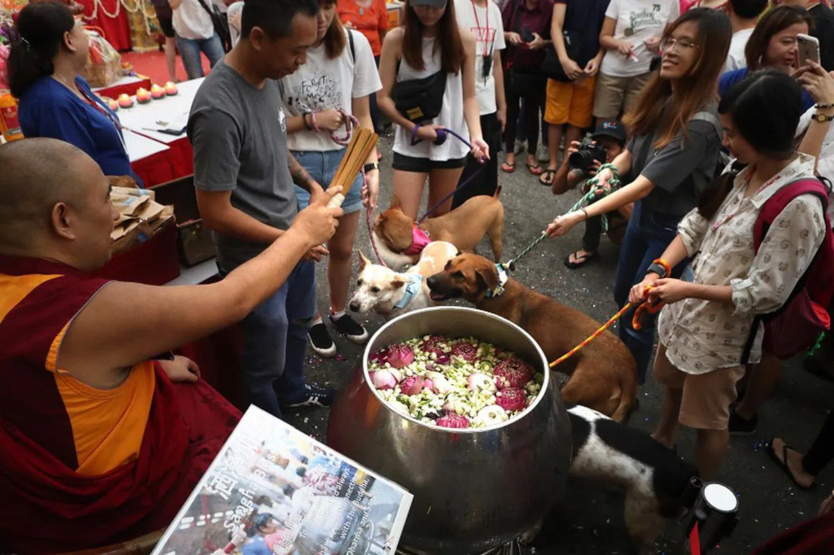 大乘禅寺院为信众的宠物进行祈福仪式。（联合早报）