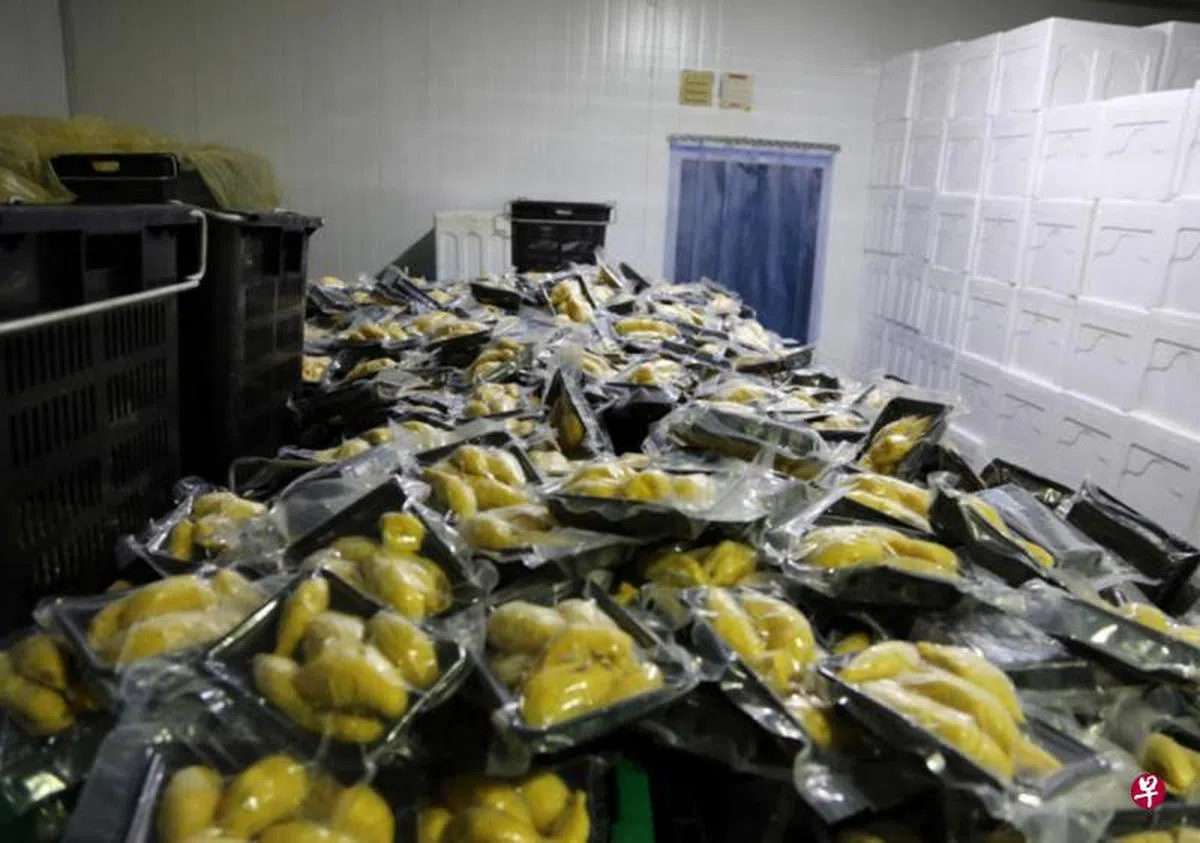  出口到中国大陆的马来西亚榴梿必须去除外壳，再经过摄氏零下30度的急冻处理和真空包装。（联合早报网） 