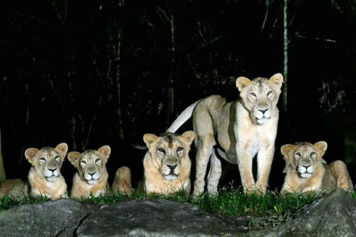 四头生活在夜间野生动物园的亚洲狮在与确诊冠病的饲养员接触后，冠病检测结果呈阳。（万态保育集团提供）