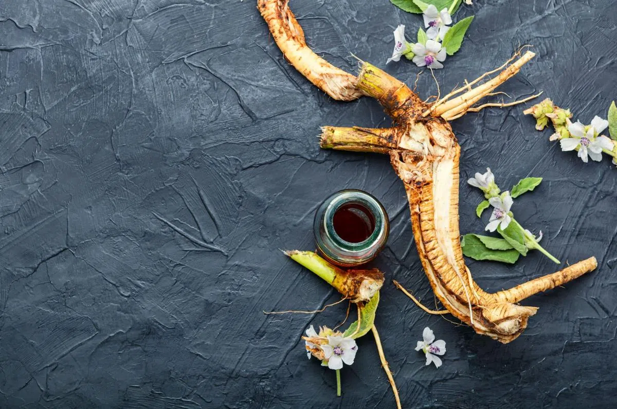 药蜀葵根。（ALAMY)