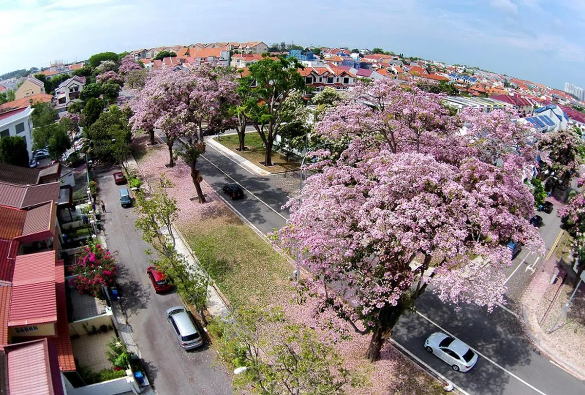  东部勿洛私宅区。（海峡时报） 