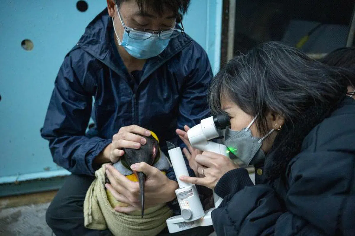 动物眼科专家Gladys Boo医生（右）正在为一只国王企鹅检查眼睛，万态保育集团的高级护士Marcus Tan负责抱着企鹅。（万态保育集团）
