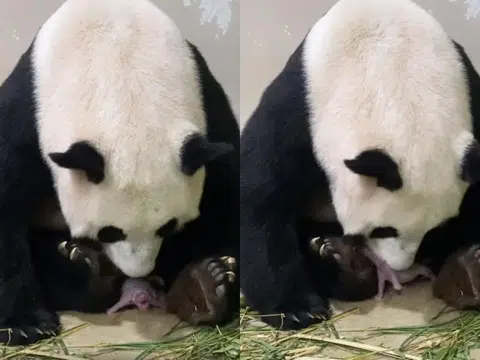 正在放产假的嘉嘉，与她的宝宝的互动。（截自野生动物保育集团视频）