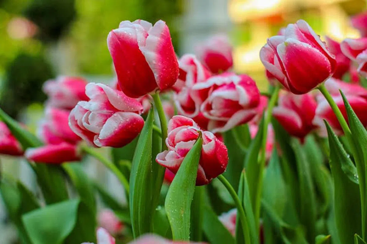  从荷兰空运过来的各色品种郁金香。（滨海湾花园面簿） 
