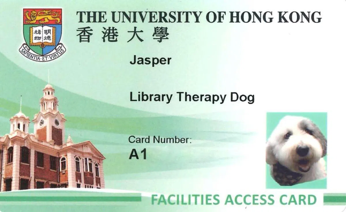  香港大学图书馆治愈犬Jasper的员工证。（南华早报） 