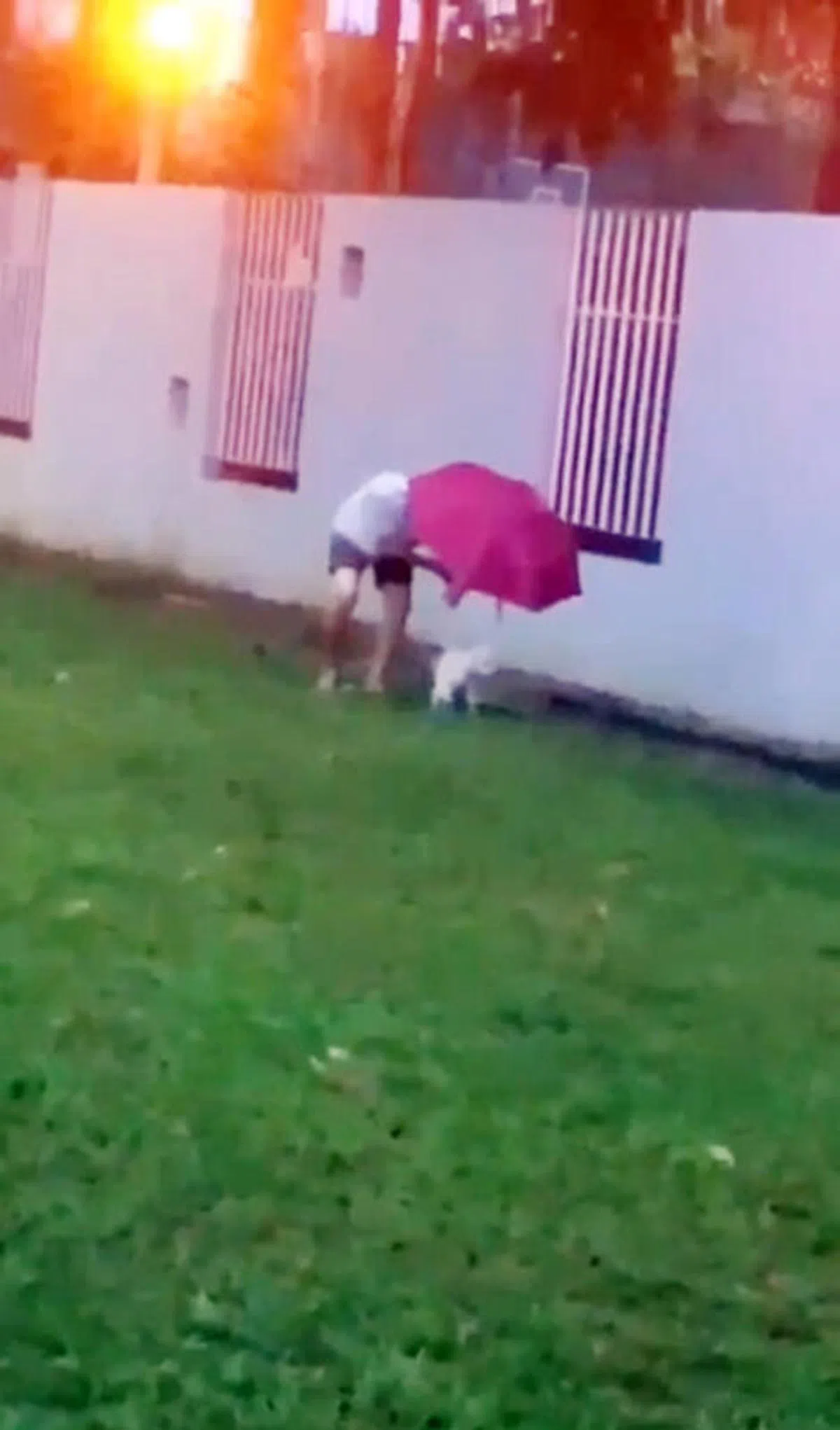  男子在雨中遛狗时，为爱犬撑伞。（视频截图） 