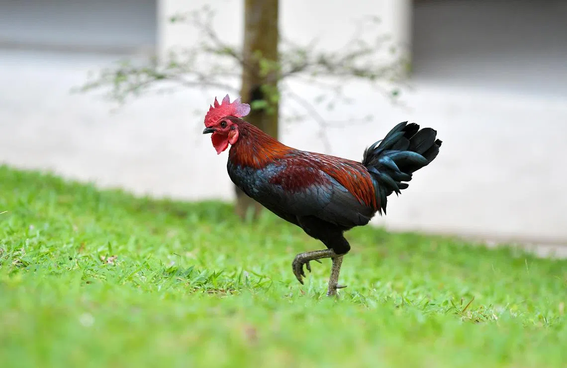 在新明道第441至448座组屋附近觅食的野鸡。（海峡时报）