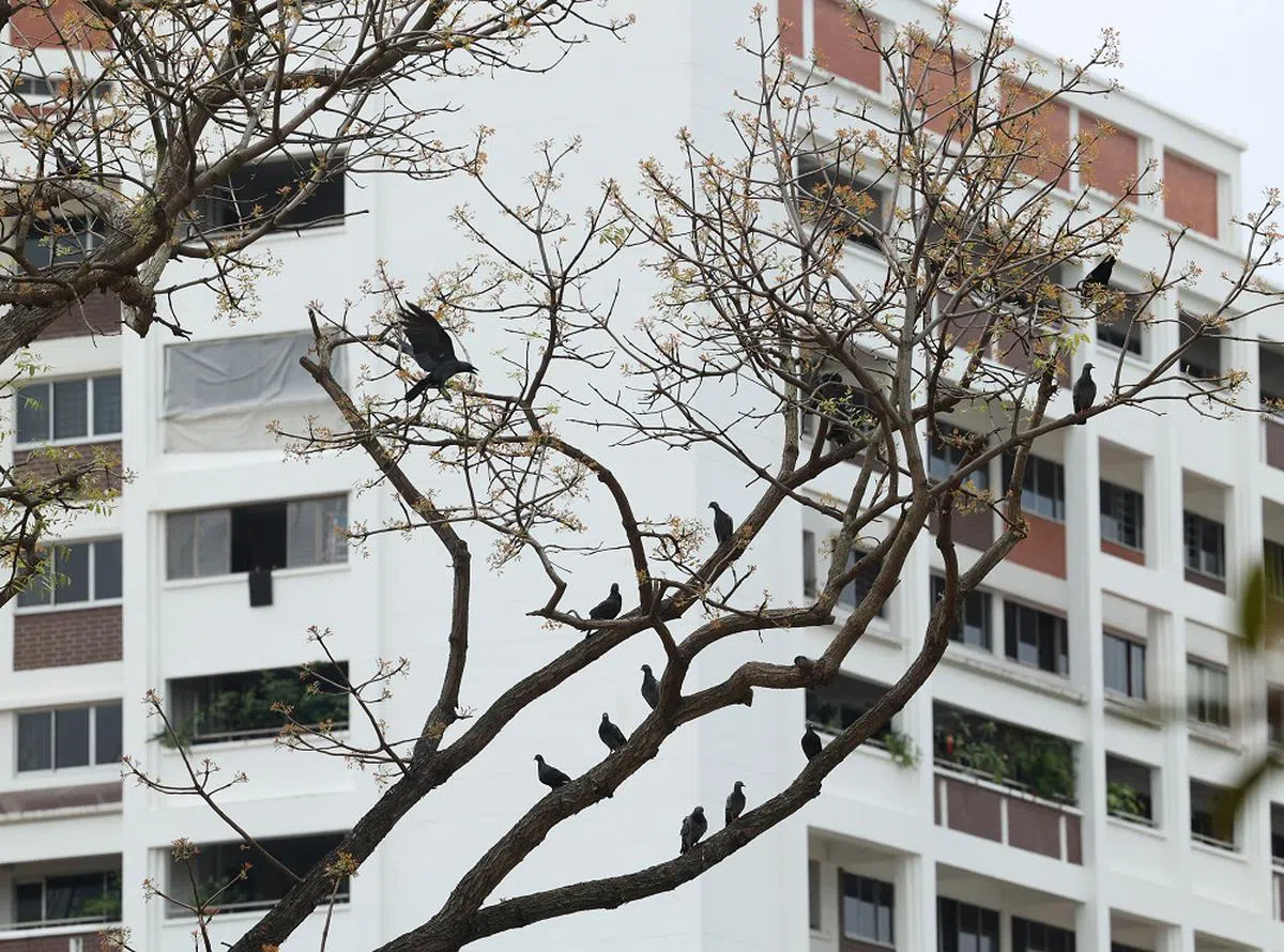 看到满树的乌鸦，最好还是绕道而行。（联合早报）