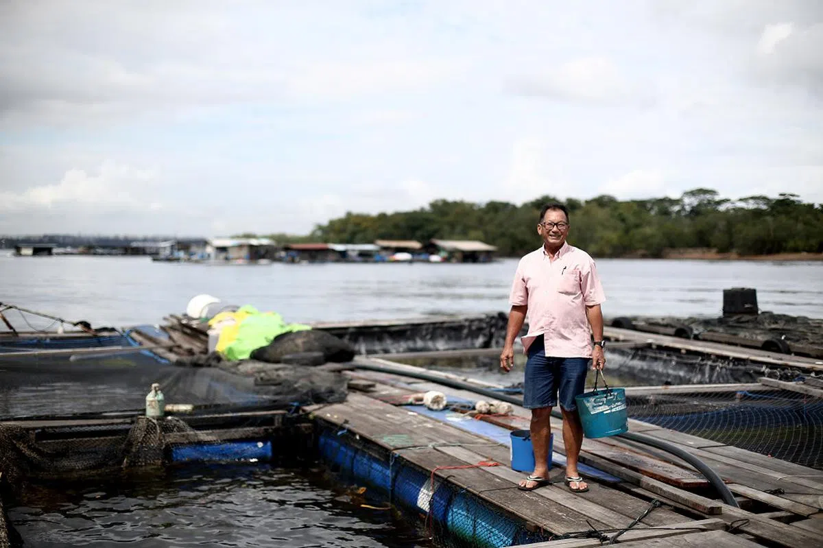 渔场业者张富兴在七年内三次遭遇浮游生物来袭，只能自叹倒霉。（联合早报）
