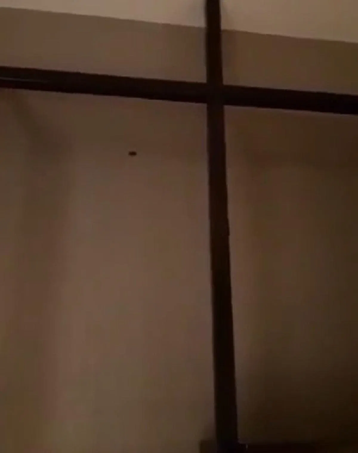  史丹福瑞士酒店客房墙上的棕色装饰木条背后突然跑出“小强”。（视频截图） 