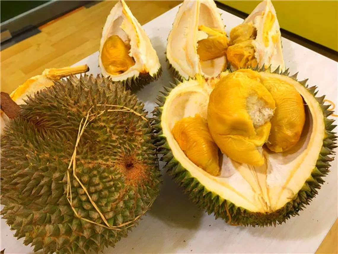 新一代水果王中王--黑刺榴梿 （南洋视界）