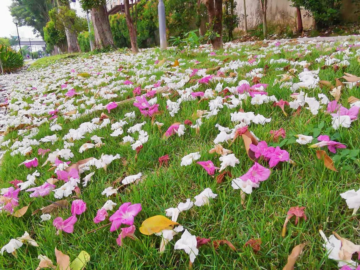  起风时，随着风飘落在草地上。绿油油的草地把娇艳欲滴的风铃木衬托得如一幅画般。（温伟中摄） 