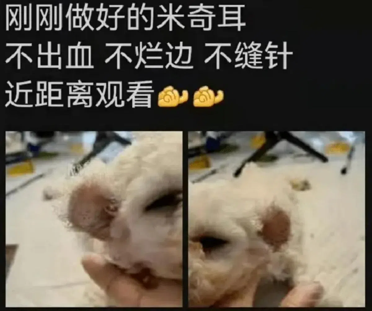 信你才怪。（小红书截图）
