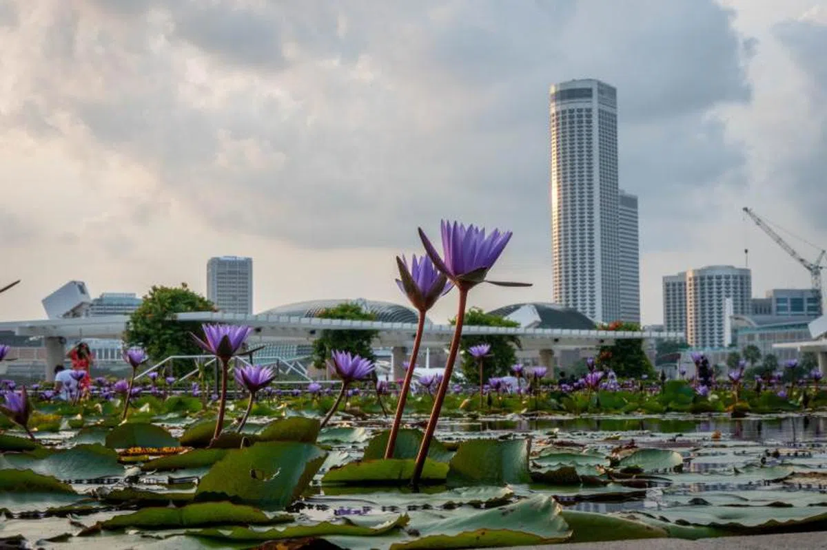 新加坡滨海湾的荷塘。（李显龙面簿）