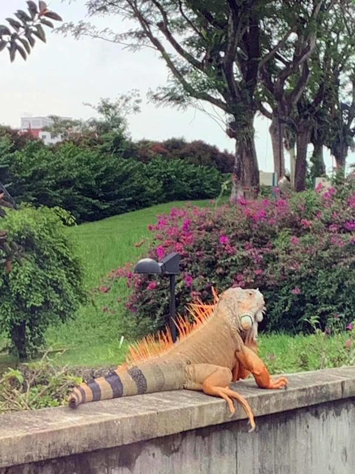  （联合早报受访者提供） 