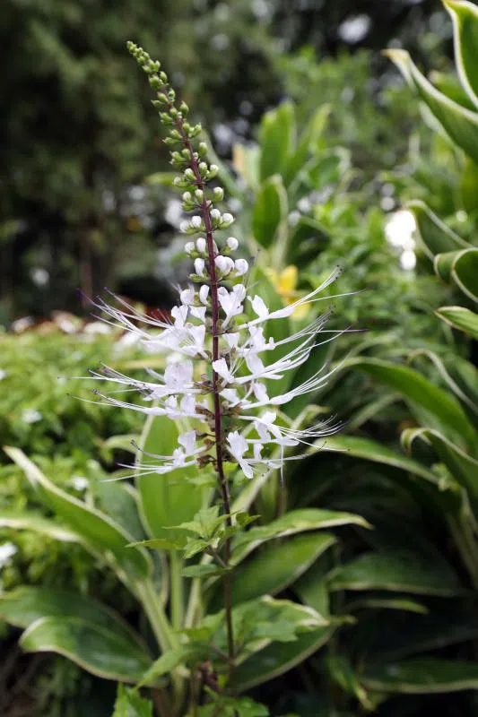猫须草——又名肾茶。在某些东南亚地区被用作草药饮料，也称“爪哇茶”。民间传统医学以之调理尿结石、糖尿病和高血压。不过中医认为，有肾脏问题者须谨慎食用，因在实验的动物中发现猫须草可稍提高肾脏功能酶，造成轻微肾损伤。（联合晚报）