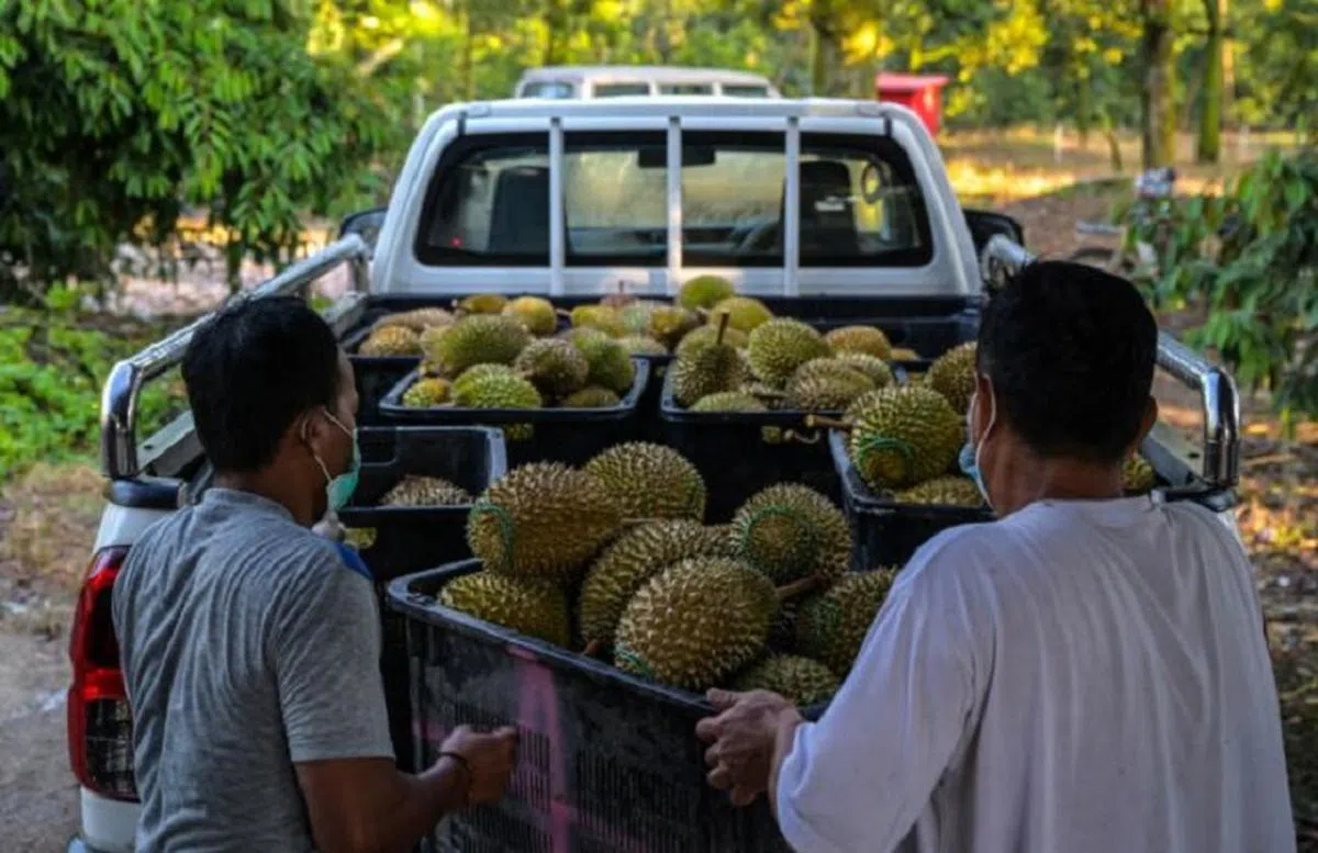 无论是槟城、柔佛和彭亨，本季猫山王和黑刺榴梿季节的产量，都分别减少了60%和80%。（法新社）
