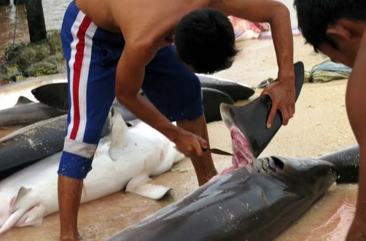 采集鱼翅一般要从活鲨鱼身上切下不同部位的鱼鳍。（THE STAR）