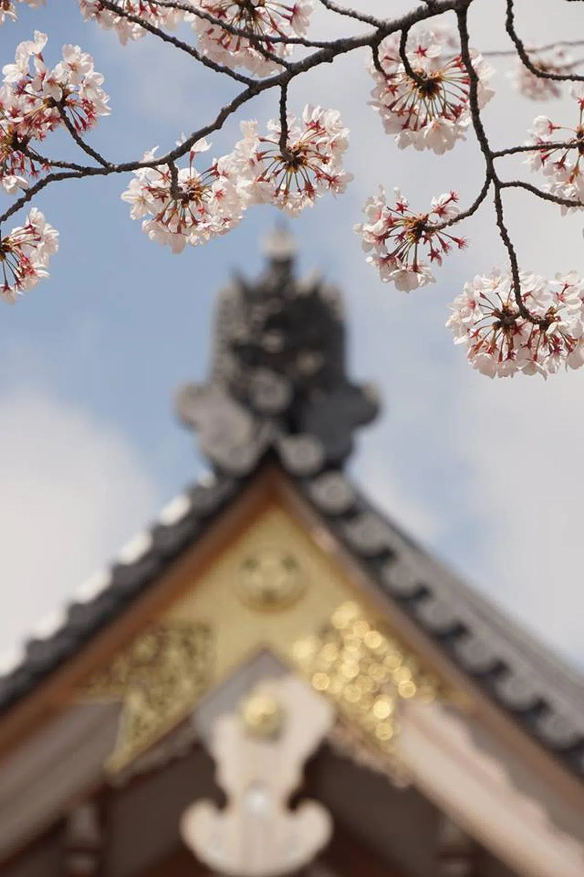  日本京都的樱花。（叶孝忠摄） 