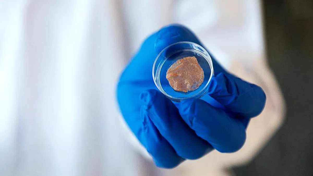 科学界仍持续探索更有效制造培植肉的方法，新加坡国立大学早前就研发出以植物蛋白为支架培育而成的培植肉，在质地和外观上均与动物肉相似。（国大提供）