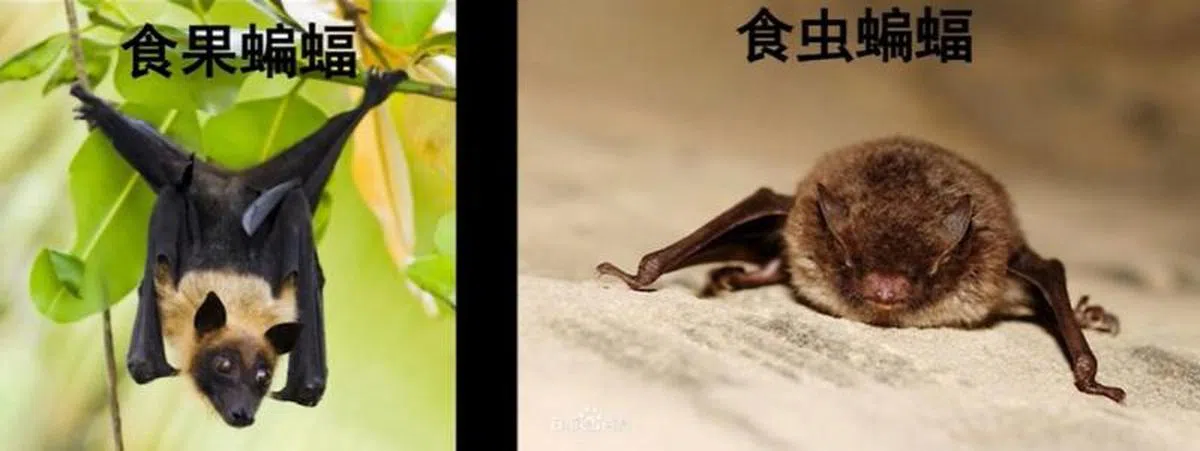  目前已知的1200种蝙蝠分为两大类。（视频截图） 