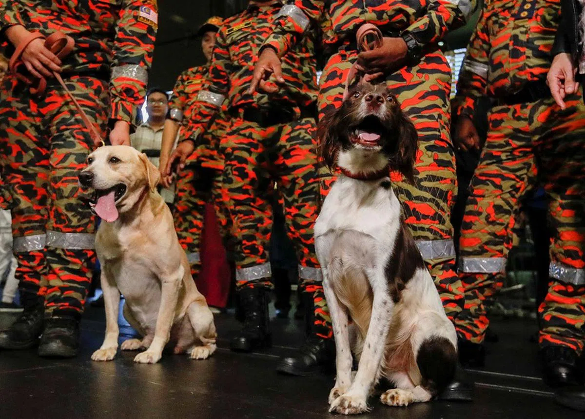 马国两只搜救犬Denti和Frankie首次出国参与搜救。（法新社）