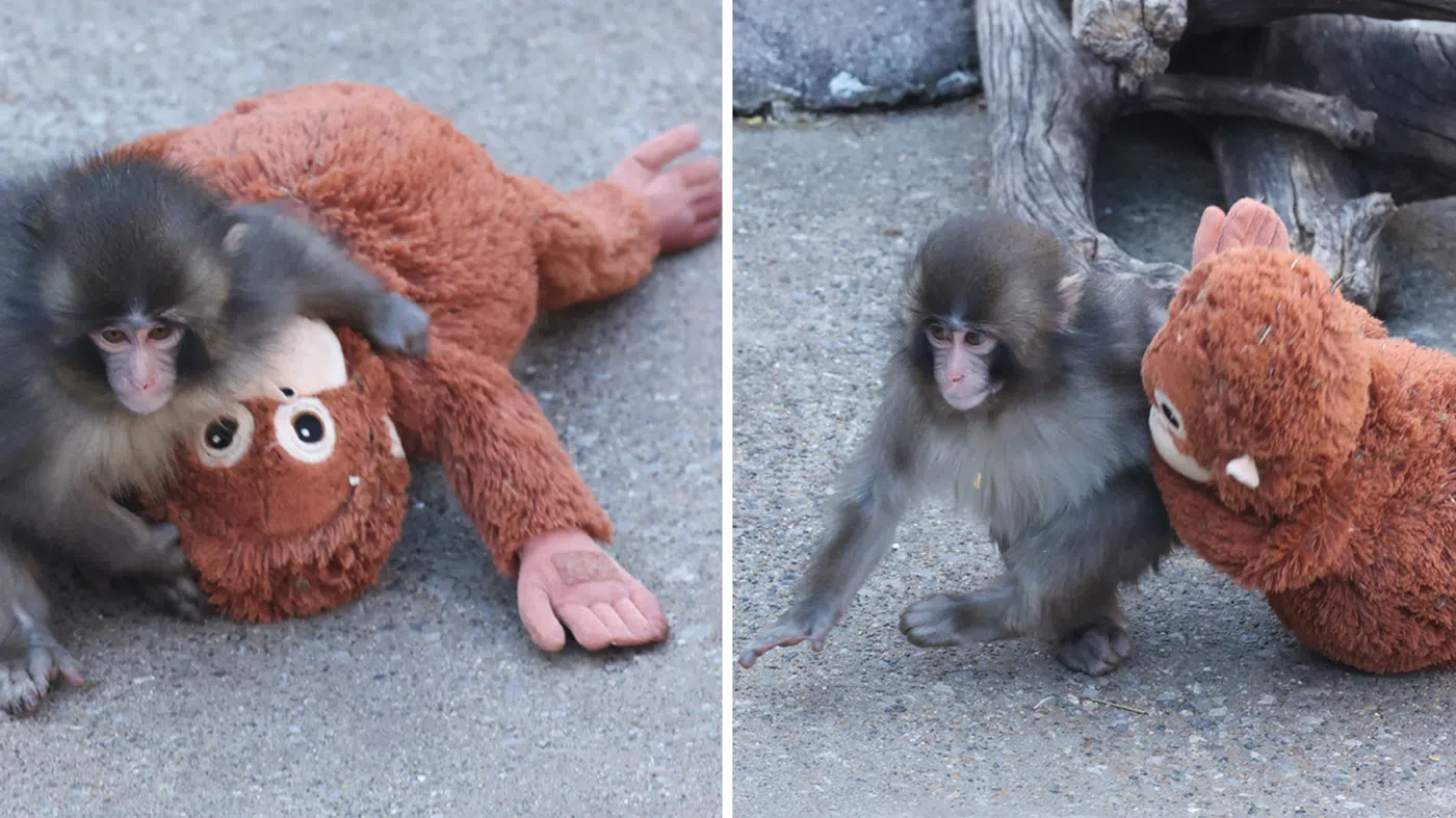 几乎可以听见Punch小猕猴吭哧吭哧吃力地拖着“玩偶妈妈”四处寻求安全之处。