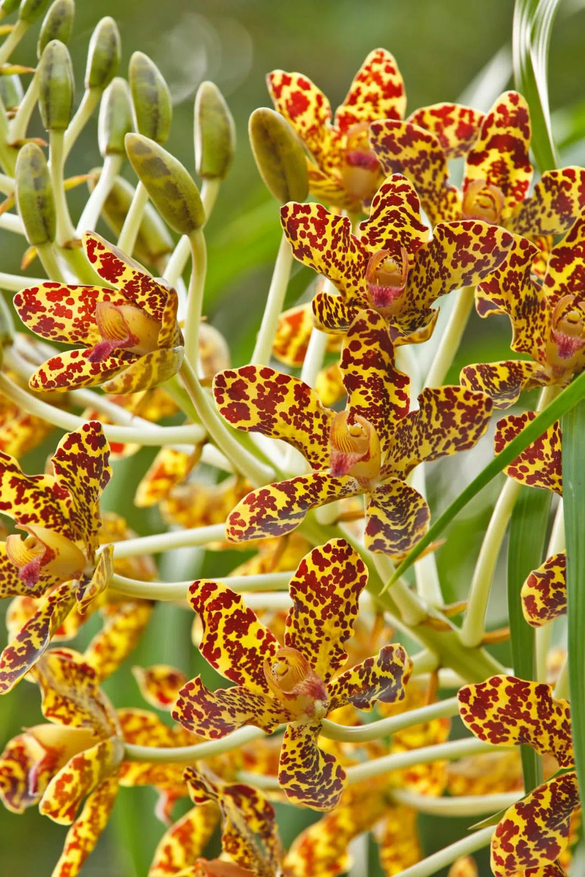  黄色的花瓣加上深色的斑点，与老虎外皮的花纹相似。（国家公园局） 