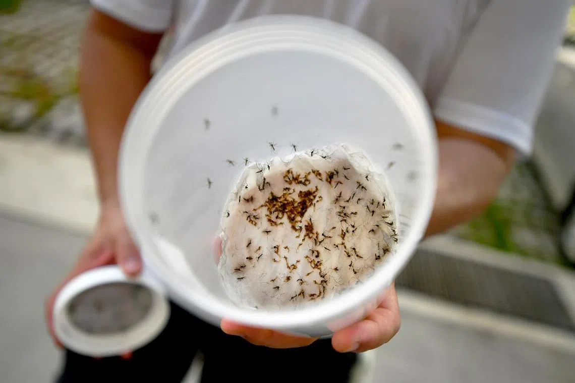 研究显示，近六成传染病似乎因极端天气变得更严重。（海峡时报）